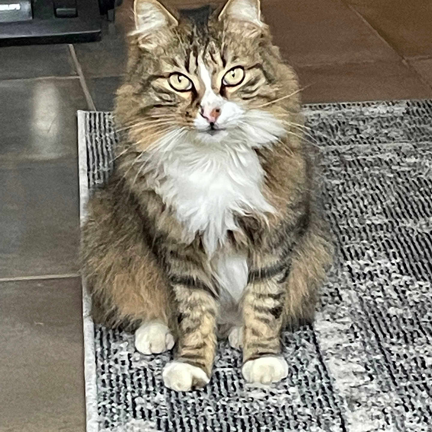 Pilou participe au concours pour gagner de l'argent avec cette photo : cat, tabby, indoor, floor, rug, pet, animal, fur, whiskers, eyes, sitting, looking, domestic, mammal, cute, feline, home, tile, pattern, paws