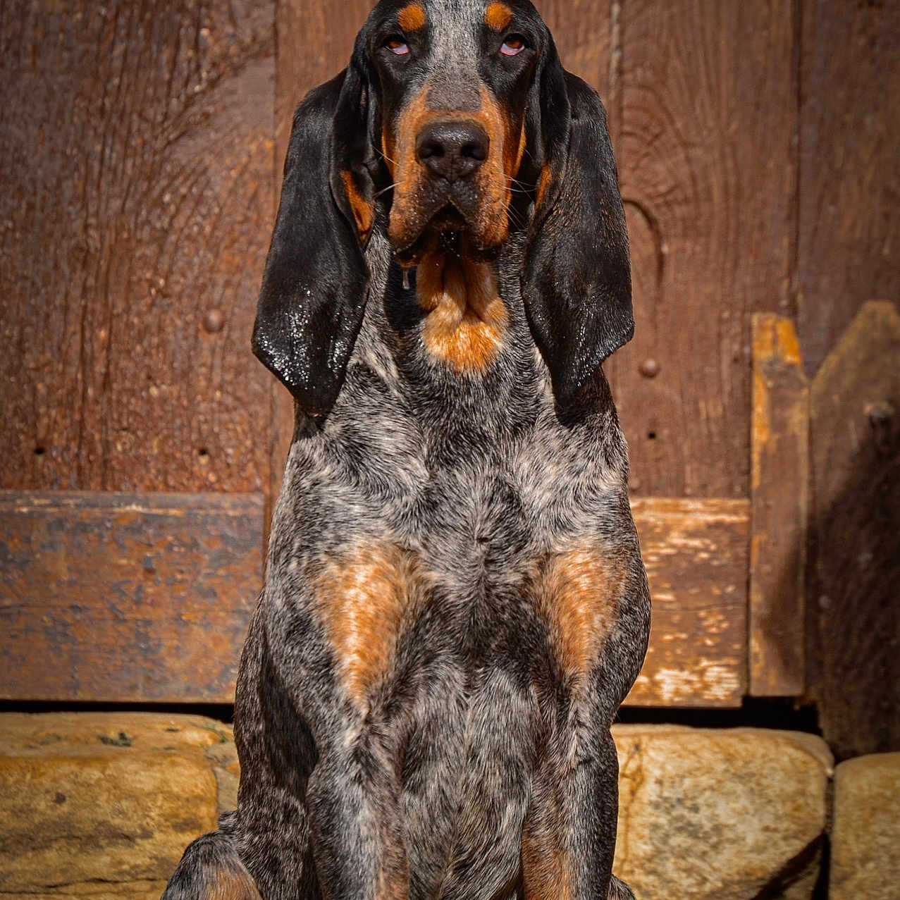 Uno participe au concours pour gagner de l'argent avec cette photo : animal, black, bluetick_coonhound, brown, canine, dog, ears, face, fur, gray, nature, outdoor, pet, portrait, quiet, sitting, stone, sunlight, texture, wooden_door