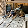 Whiskey River joined the competition — help win amazing prizes! animal, brown_fur, chair, cinder_block, decor, dog, indoor, metal_bucket, pet, pinecones, playful, porch, puppy, relaxed, smiling, sunlight, tongue_out, wood_texture, wooden_duck, wooden_floor