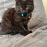 black_kitten, cat, feline, pet, collar, blue_collar, golden_eyes, fluffy, sitting, gray_blanket, quilted_blanket, indoor, young_cat, cute, animal, domestic_cat, fur, whiskers, alert, portrait