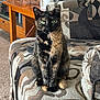 animal, carpet, cat, couch, cozy, domestic_cat, ears_up, feline, fur, furniture, green_eyes, home, indoor, looking_at_camera, patterned_fabric, pet, sitting, tortoiseshell, whiskers, wooden_table