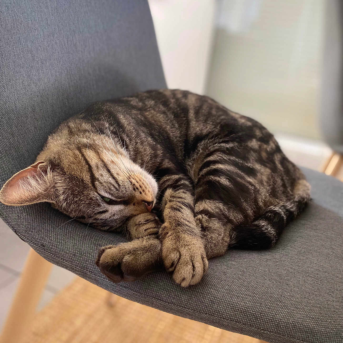 Baloo a rejoint le concours — aidez-le/la à gagner de superbes lots ! animal, armchair, cat, chair, cushion, egyptiancat, furniture, homedecor, kitten, manx, person, pet, sleeping