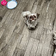 Walker is registered to the contest to win money with this photo: dog, small_dog, pet, floor, wooden_floor, food_bowl, water_bowl, paper_plate, indoor, looking_up, fur, cute, waiting, animal, companion, domestic, foot, tile_floor, brown, white
