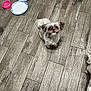 dog, small_dog, pet, floor, wooden_floor, food_bowl, water_bowl, paper_plate, indoor, looking_up, fur, cute, waiting, animal, companion, domestic, foot, tile_floor, brown, white