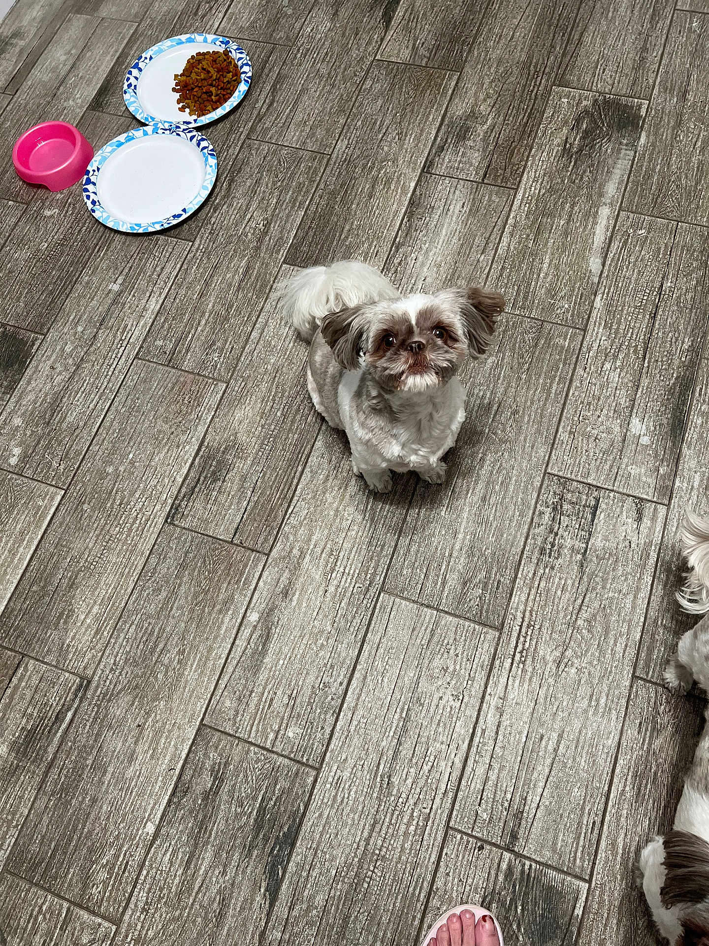 Walker is registered to the contest to win money with this photo: dog, small_dog, pet, floor, wooden_floor, food_bowl, water_bowl, paper_plate, indoor, looking_up, fur, cute, waiting, animal, companion, domestic, foot, tile_floor, brown, white