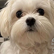 Tucker is registered to the contest to win money with this photo: dog, white_dog, fluffy, long_hair, small_dog, portrait, close_up, face, eyes, black_nose, shaggy_coat, cute, adorable, indoors, pet, canine, looking_at_camera, fur, head, social_media