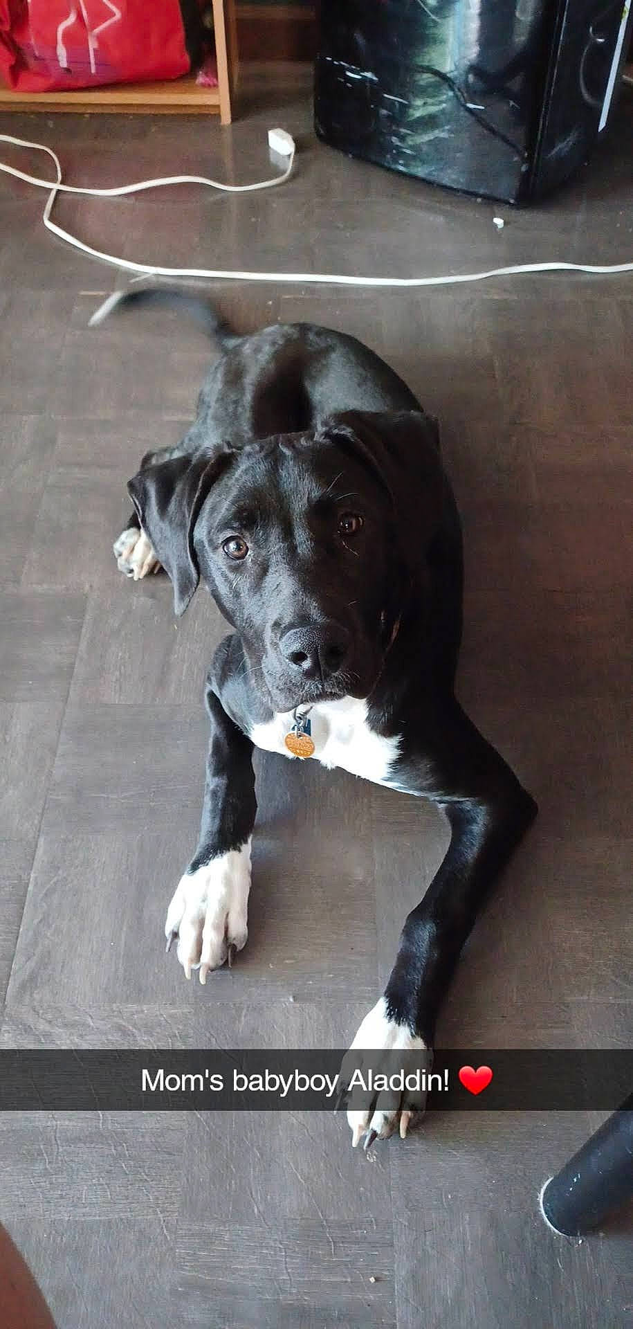 Aladdin joined the competition — help win amazing prizes! borador, canidae, carnivore, companion_dog, dog, dog_breed, flooring, fur, non_sporting_group, snout, sporting_group, tail, whiskers, working_animal