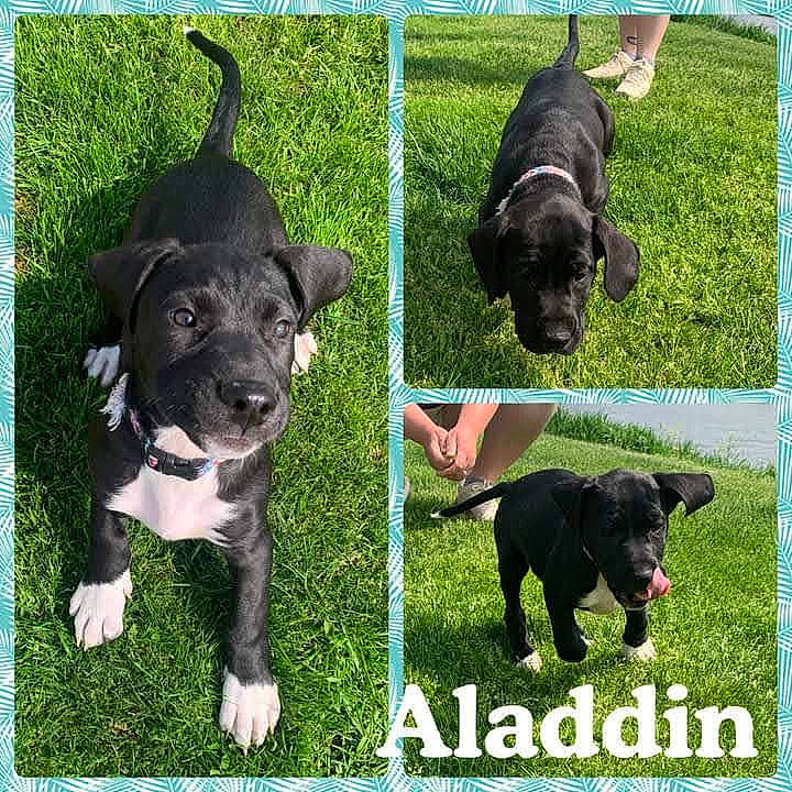 Aladdin joined the competition — help win amazing prizes! borador, canidae, carnivore, collar, companion_dog, dog, dog_breed, dog_collar, dog_supply, fashion_accessory, grass, green, mammal, pet_supply, plant, snout, sporting_group, tail, vertebrate, working_animal