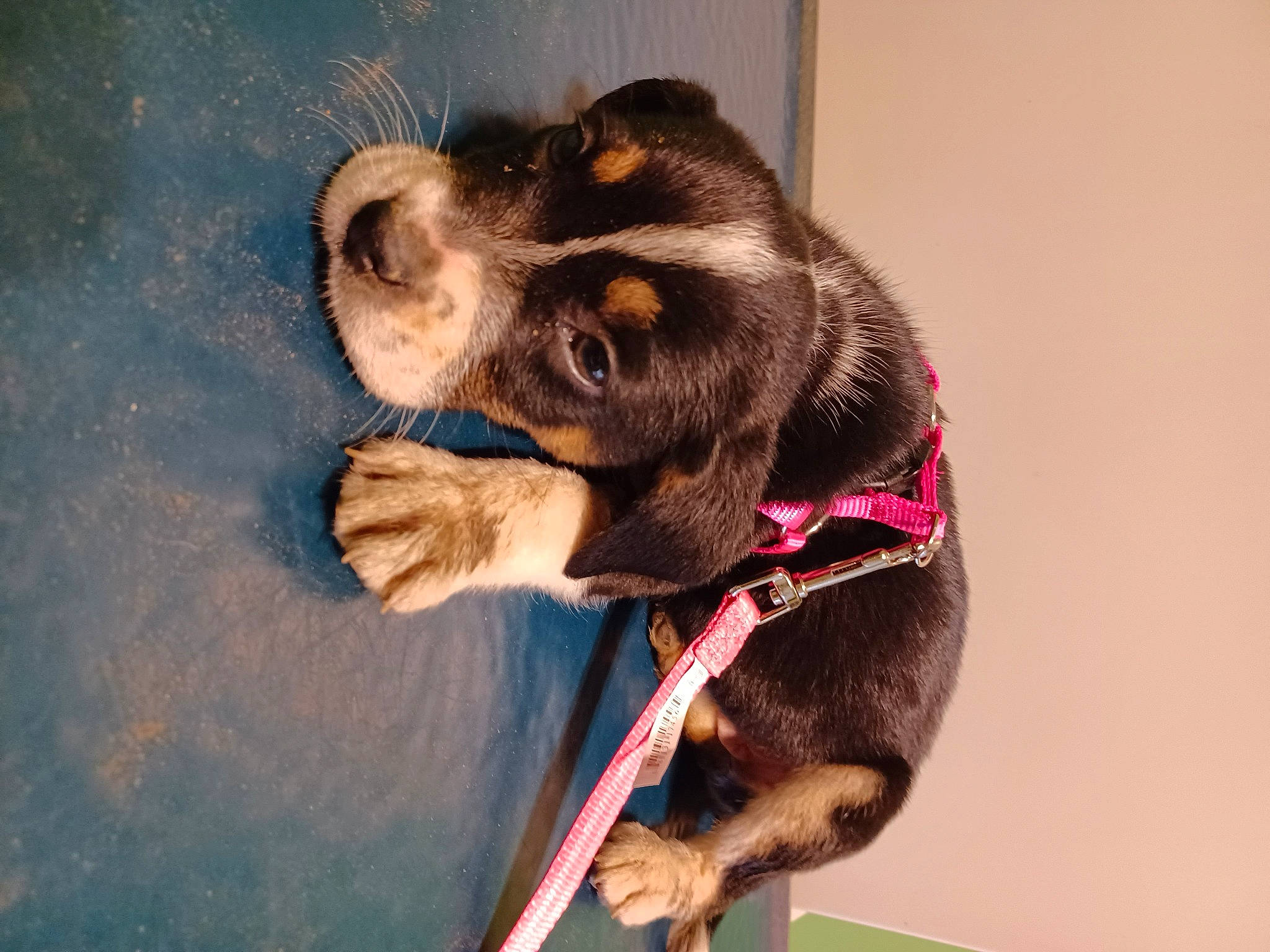 Storm is registered to the contest to win money with this photo: canidae, carnivore, collar, companion_dog, dog, dog_breed, dog_collar, dog_supply, ear, electric_blue, fawn, fur, giant_dog_breed, liver, pet_supply, snout, sporting_group, whiskers, working_animal, working_dog