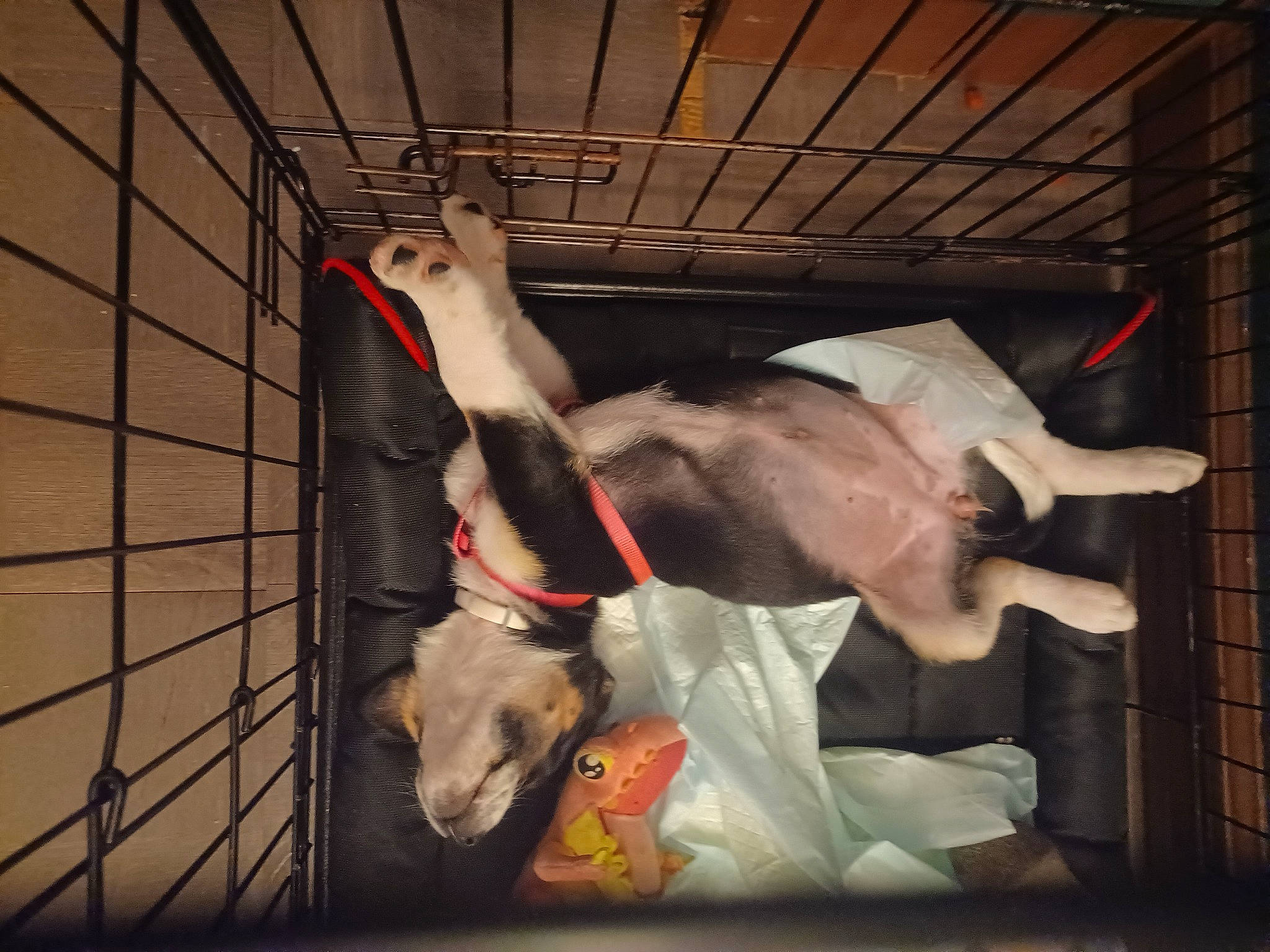 Storm is registered to the contest to win money with this photo: animal_shelter, cage, canidae, carnivore, collar, companion_dog, dog, dog_breed, dog_collar, dog_supply, fawn, fur, guard_dog, livestock, pet_supply, snout, sporting_group, tail, whiskers, working_animal