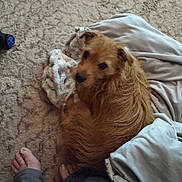 Minnie is registered to the contest to win money with this photo: animal, barefoot, blanket, brown_dog, carpet, companion, cozy, curled_up, dog, feet, floor, fur, furry, home, indoors, looking_up, pet, relaxed, resting, snuggled