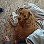 animal, barefoot, blanket, brown_dog, carpet, companion, cozy, curled_up, dog, feet, floor, fur, furry, home, indoors, looking_up, pet, relaxed, resting, snuggled
