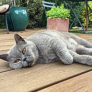 Odyssée a rejoint le concours — aidez-le/la à gagner de superbes lots ! animal, backyard, cat, chair, daytime, fur, furniture, garden, gray_cat, greenery, lying_down, nature, outdoor, pet, plant, relaxed, sunlight, table, wooden_deck, yellow_eyes