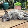 animal, backyard, cat, chair, daytime, fur, furniture, garden, gray_cat, greenery, lying_down, nature, outdoor, pet, plant, relaxed, sunlight, table, wooden_deck, yellow_eyes