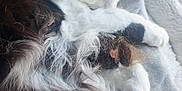 Cheshire is registered to the contest to win money with this photo: cat, sleeping, fluffy, black_and_white, pet, furry, cozy, blanket, indoors, window, resting, animal, cute, domestic, fur, relaxing, soft, whiskers, paw, peaceful