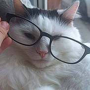 Cheshire joined the competition — help win amazing prizes! cat, white_cat, black_markings, glasses, hand, close_up, fluffy, indoor, pet, animal, cute, sleepy, face, nose, whiskers, feline, cozy, window, soft, domestic