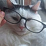 cat, white_cat, black_markings, glasses, hand, close_up, fluffy, indoor, pet, animal, cute, sleepy, face, nose, whiskers, feline, cozy, window, soft, domestic