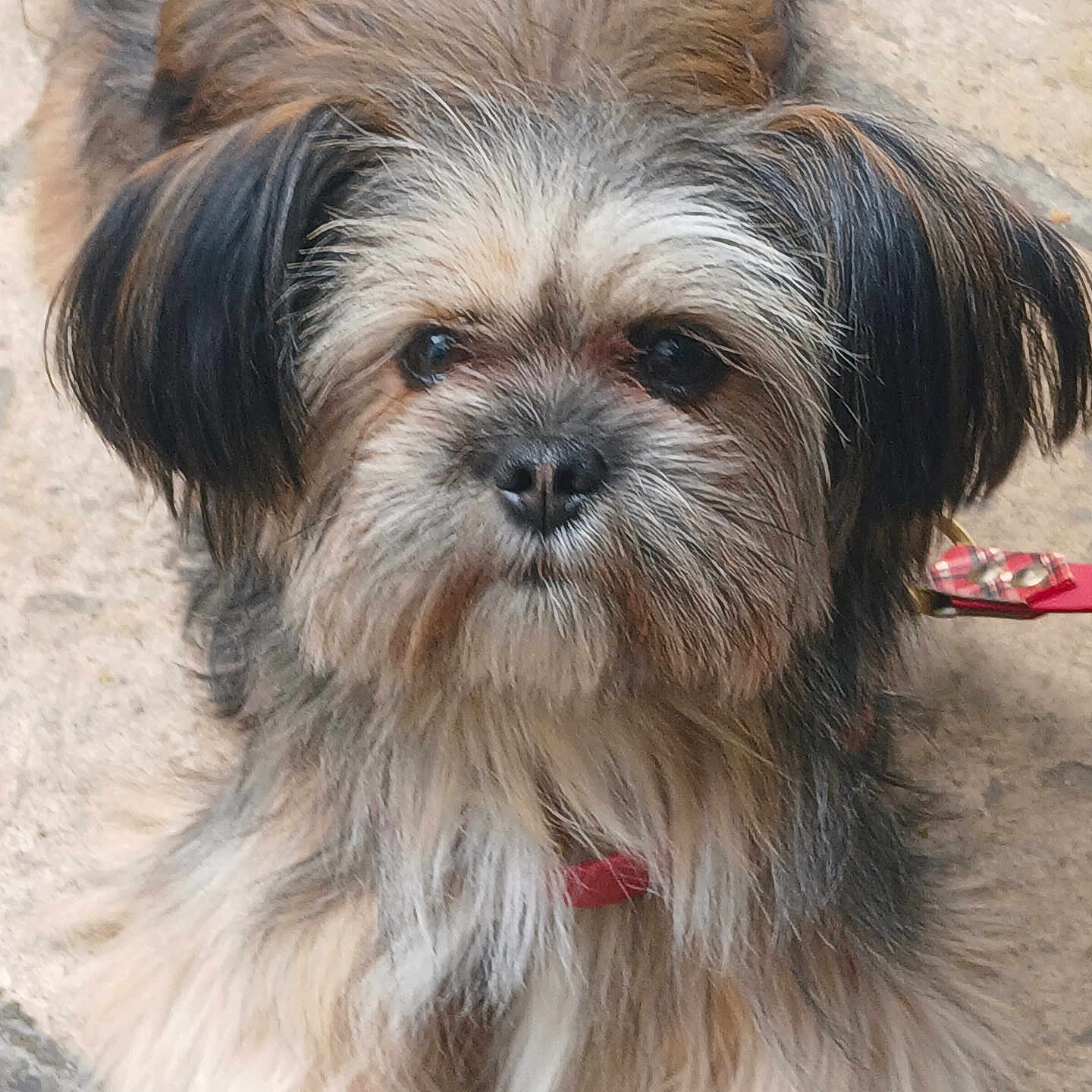 Clara a rejoint le concours — aidez-le/la à gagner de superbes lots ! animal, black_and_white, brown_and_white, canine, close_up, collar, companion, dog, floor, floppy_ears, furry, indoors, long_hair, looking_at_camera, muzzle, pet, portrait, red_collar, shaggy, small_dog