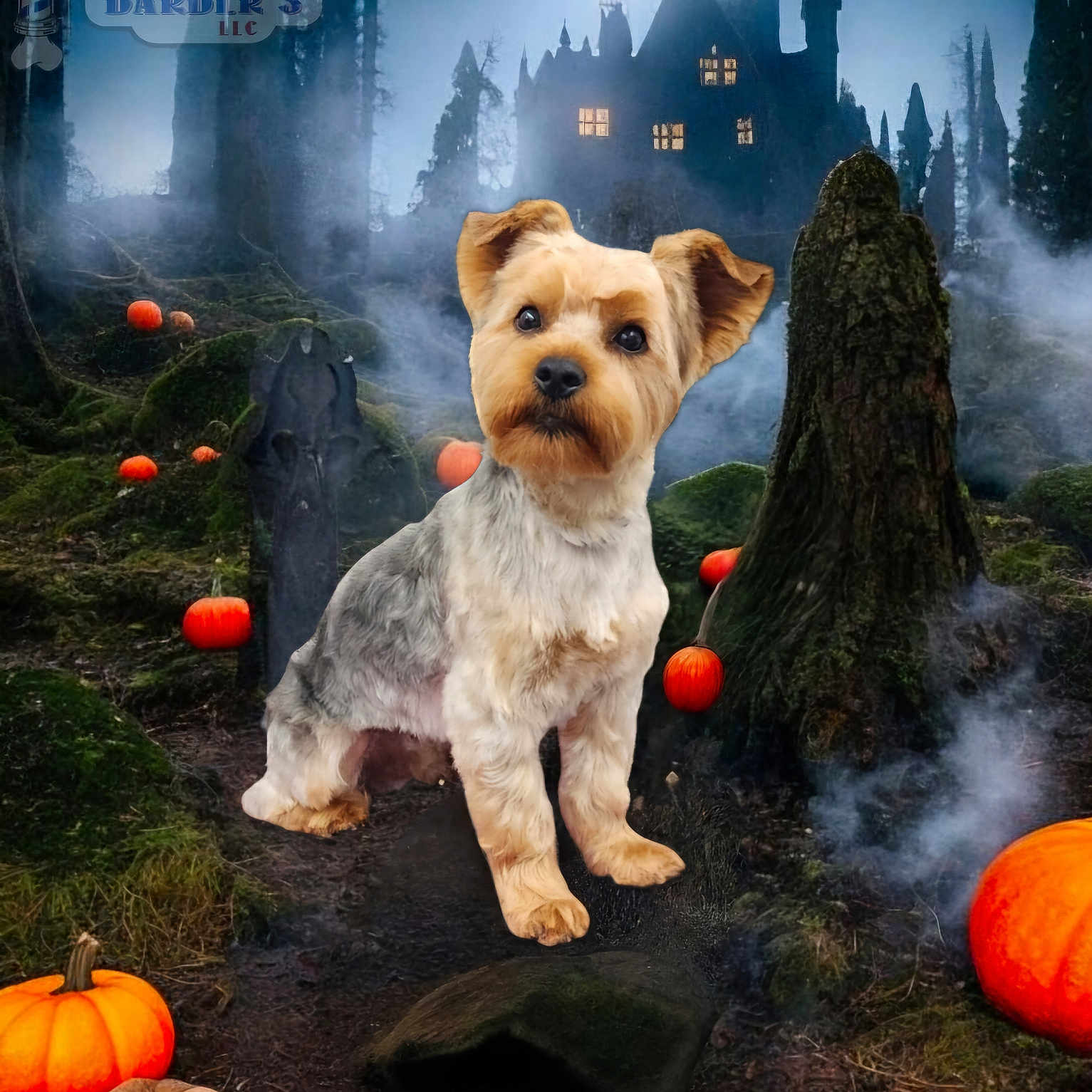 Enzo is registered to the contest to win money with this photo: animal, architecture, canine, dog, festival, food, halloween, outdoors, pet, photography, plant, produce, pumpkin, rock, squash, terrier, tree, vegetable, vegetation, whitedog