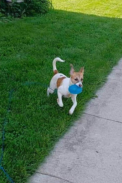 Eclipse Rose joined the competition — help win amazing prizes! canidae, carnivore, collar, companion_dog, dog, dog_breed, fawn, felidae, garden, grass, groundcover, lawn, leash, paw, plant, sidewalk, small_to_medium_sized_cats, sporting_group, tail, whiskers