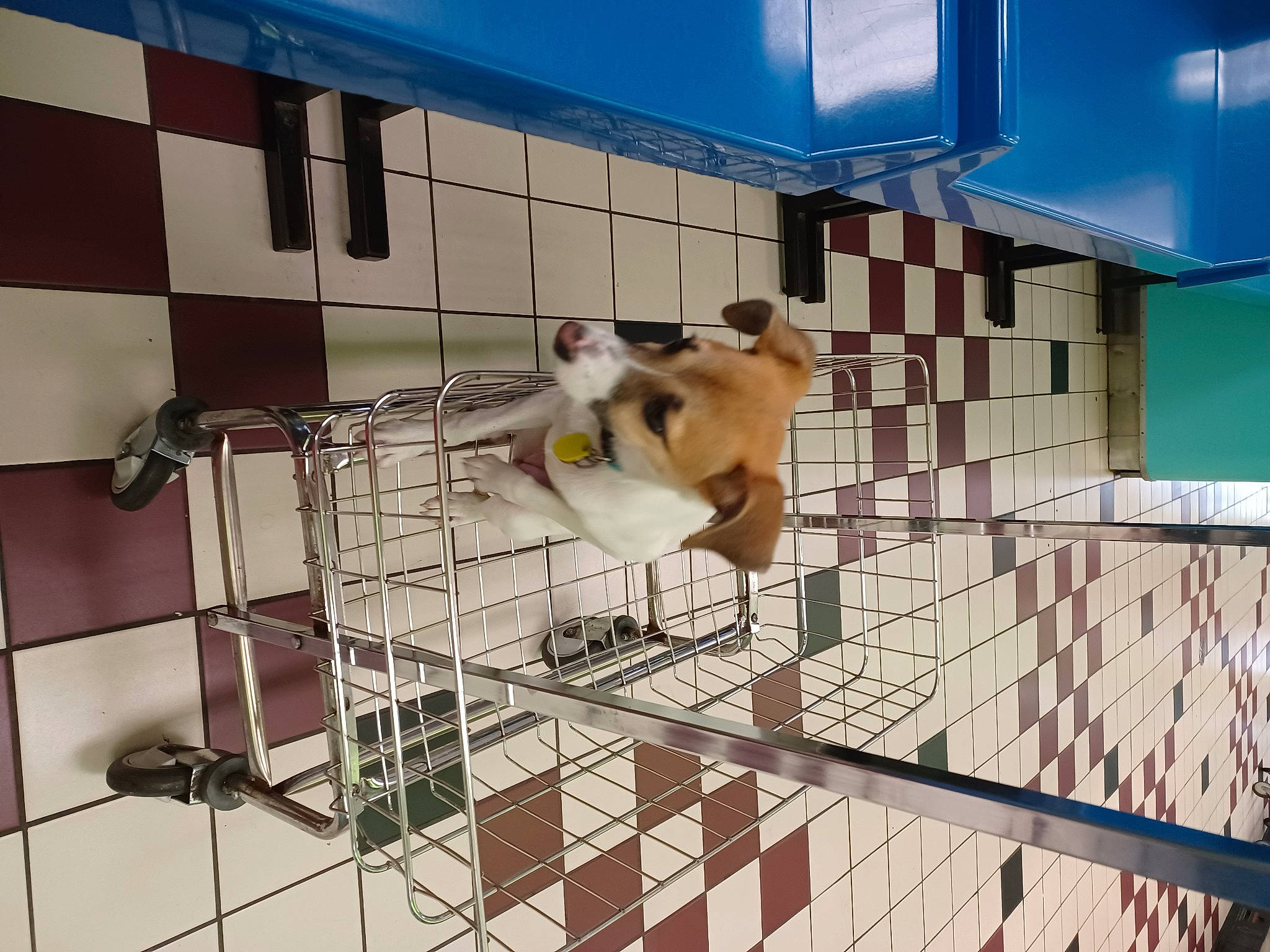 Eclipse Rose is registered to the contest to win money with this photo: animal_shelter, building, carnivore, companion_dog, dog_breed, facade, fawn, floor, flooring, leisure, mesh, metal, pet_supply, room, snout, space, urban_design, wall, window, wood