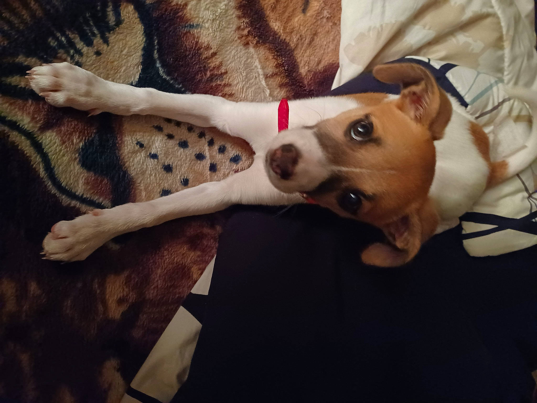 Eclipse Rose joined the competition — help win amazing prizes! art, bone, canidae, carnivore, comfort, companion_dog, dog, dog_breed, ear, fawn, fur, gesture, human_leg, jaw, snout, sporting_group, sunglasses, toy_dog, working_animal, wrist