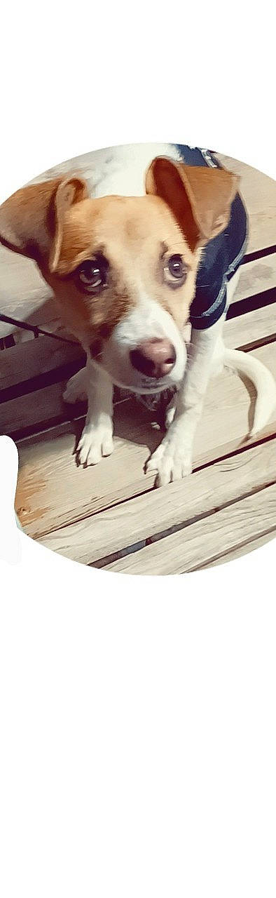 Eclipse Rose joined the competition — help win amazing prizes! canidae, carnivore, companion_dog, dog, dog_breed, fawn, flooring, fur, hardwood, paw, pet_supply, photo_caption, snout, sporting_group, square, street_dog, water, whiskers, wood, working_animal