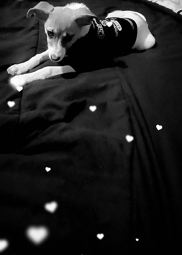Eclipse Rose joined the competition — help win amazing prizes! black, black_and_white, carnivore, companion_dog, darkness, dog, dog_breed, flash_photography, flooring, font, gesture, grey, light, monochrome, monochrome_photography, sleeve, snout, style, t_shirt, white