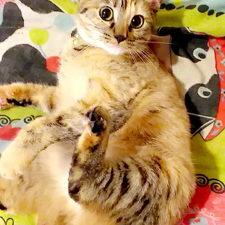 Maya