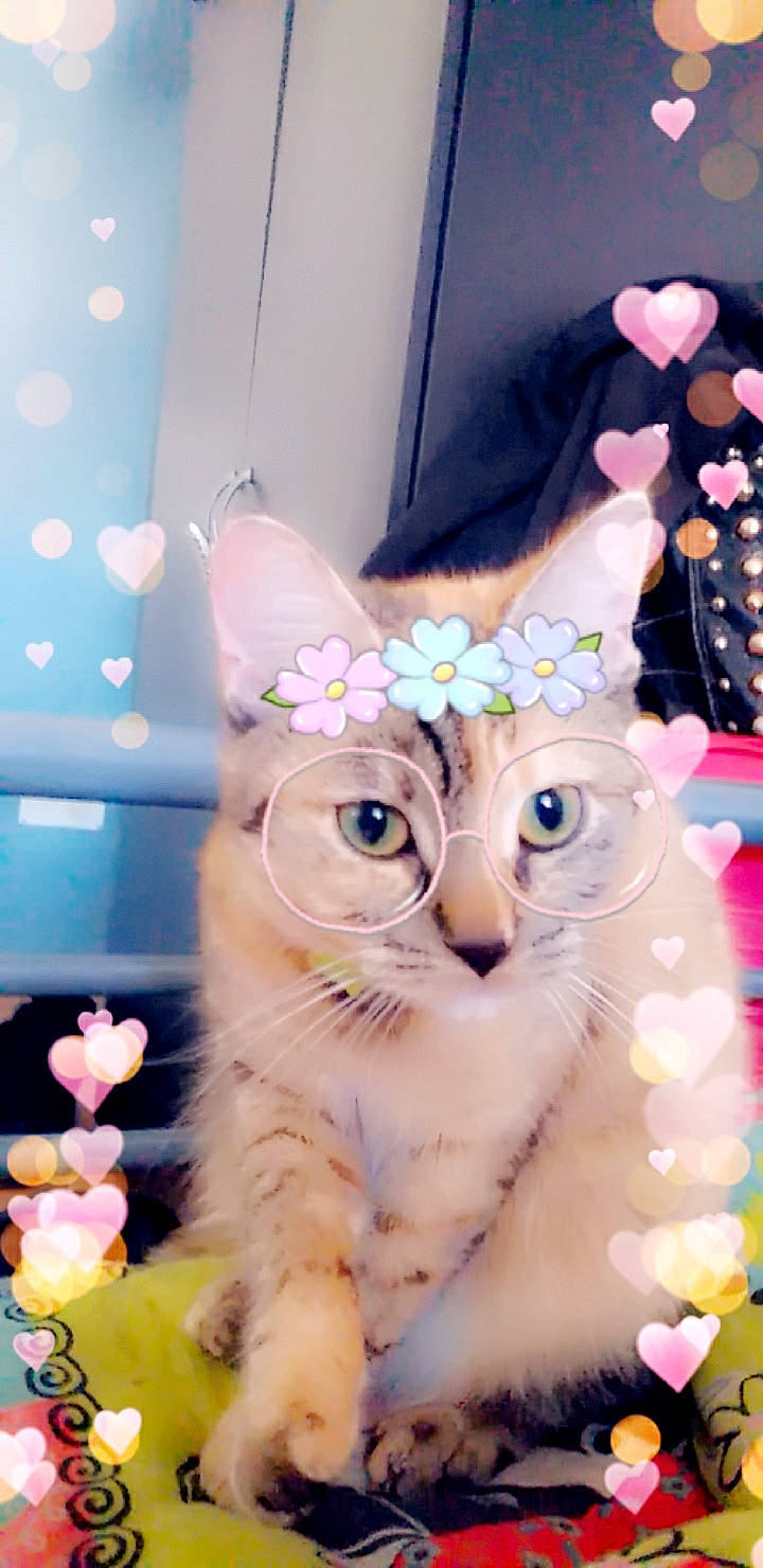 Maya participe au concours pour gagner de l'argent avec cette photo : american_curl, asian, burmilla, carnivore, cat, fawn, felidae, kitten, small_to_medium_sized_cats, whiskers