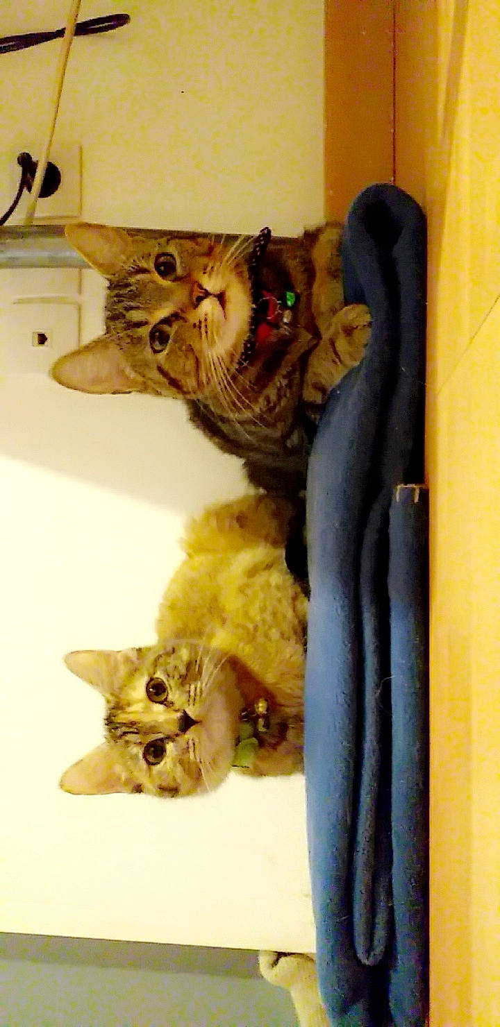 Maya a rejoint le concours — aidez-le/la à gagner de superbes lots ! american_shorthair, asian, carnivore, cat, fawn, felidae, kitten, small_to_medium_sized_cats, tabby_cat, tail, whiskers