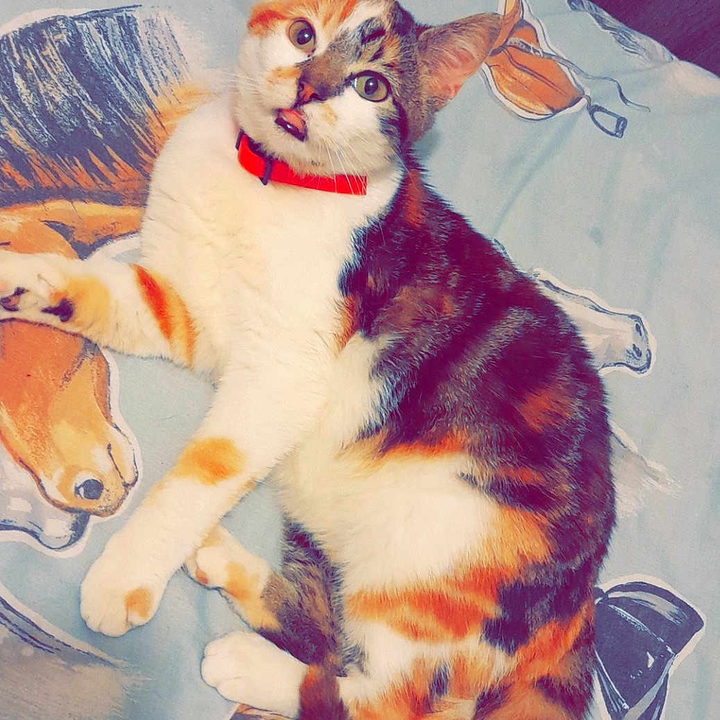 Lilou