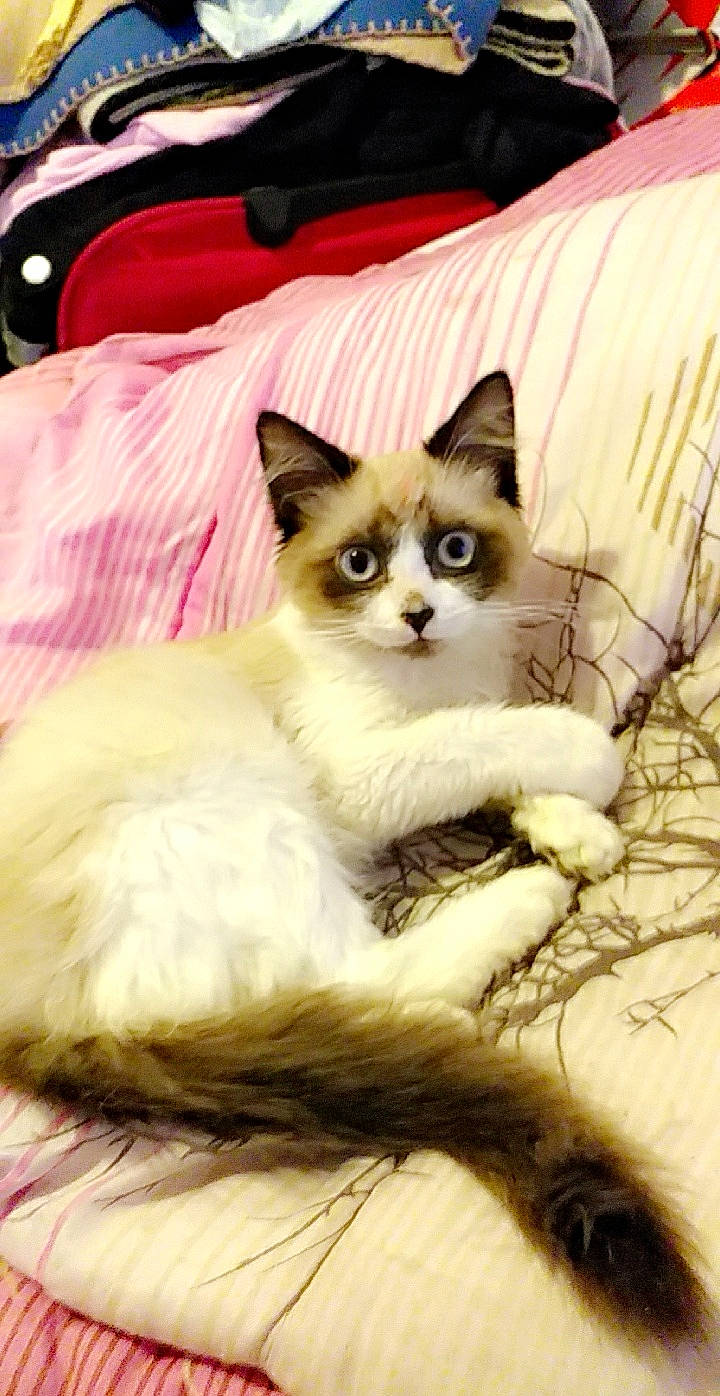 Blue participe au concours pour gagner de l'argent avec cette photo : birman, carnivore, cat, claw, comfort, domestic_short_haired_cat, eye, fawn, felidae, fur, iris, paw, pet_supply, siamese, sitting, small_to_medium_sized_cats, snout, tail, terrestrial_animal, whiskers