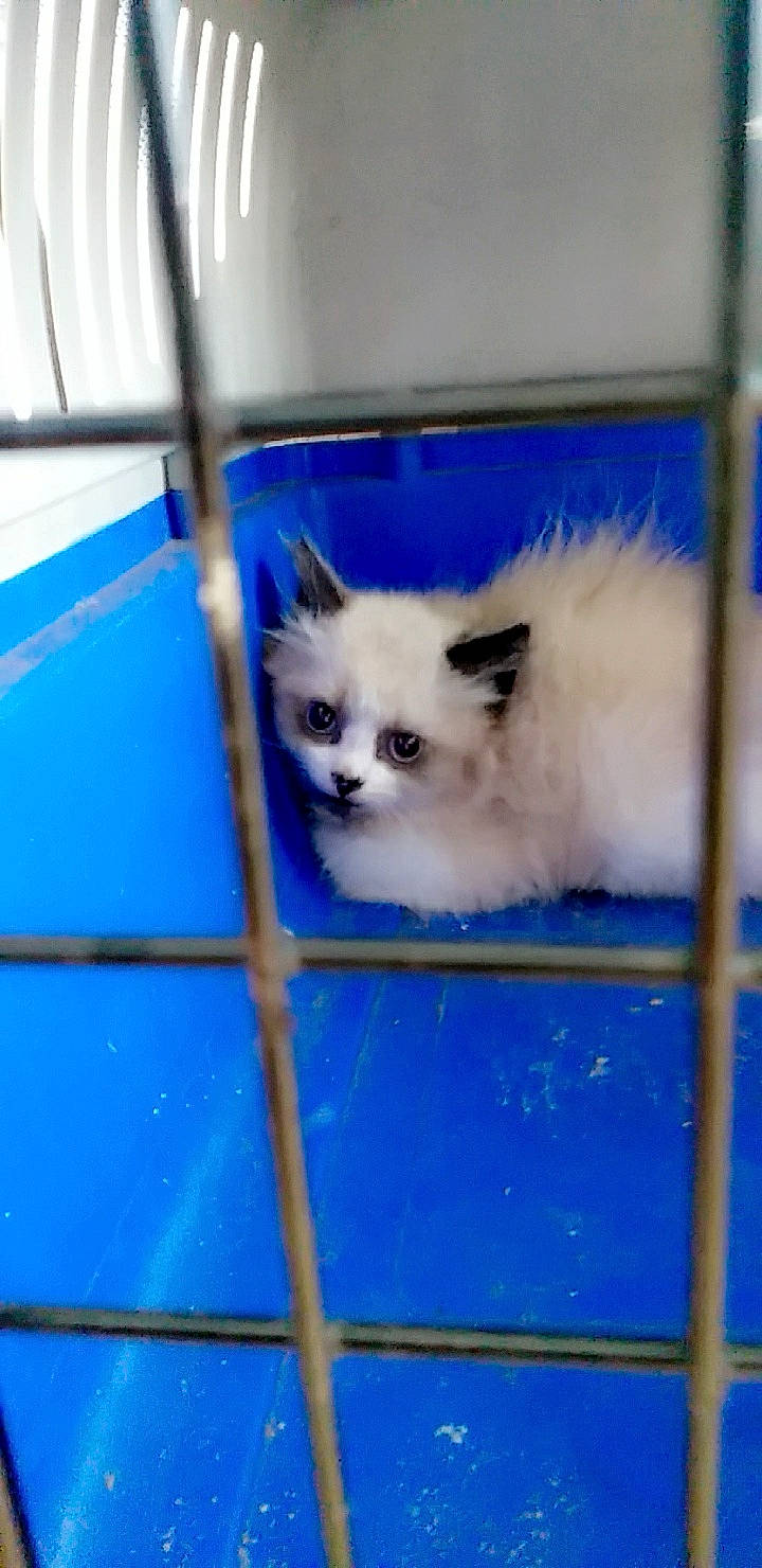 Blue a rejoint le concours — aidez-le/la à gagner de superbes lots ! animal_shelter, balinese, carnivore, cat, electric_blue, fawn, felidae, fur, paw, plant, sky, small_to_medium_sized_cats, snout, tail, terrestrial_animal, thai, tire, vertebrate, whiskers, window