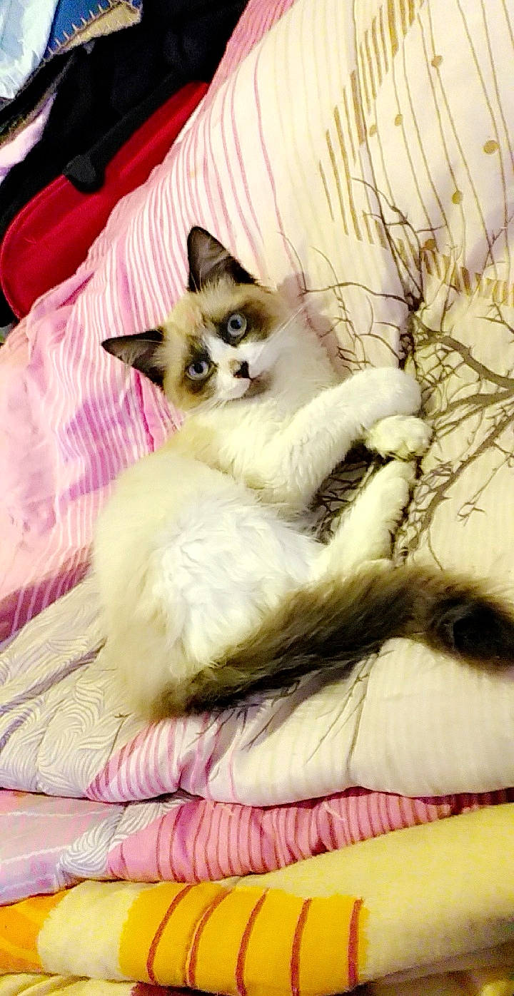 Blue participe au concours pour gagner de l'argent avec cette photo : balinese, birman, carnivore, cat, claw, comfort, domestic_short_haired_cat, fawn, felidae, foot, fur, linens, paw, siamese, sitting, small_to_medium_sized_cats, snout, tail, thai, whiskers