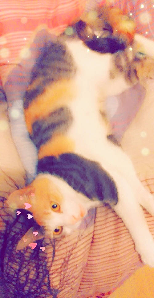 Noisette participe au concours pour gagner de l'argent avec cette photo : fawn