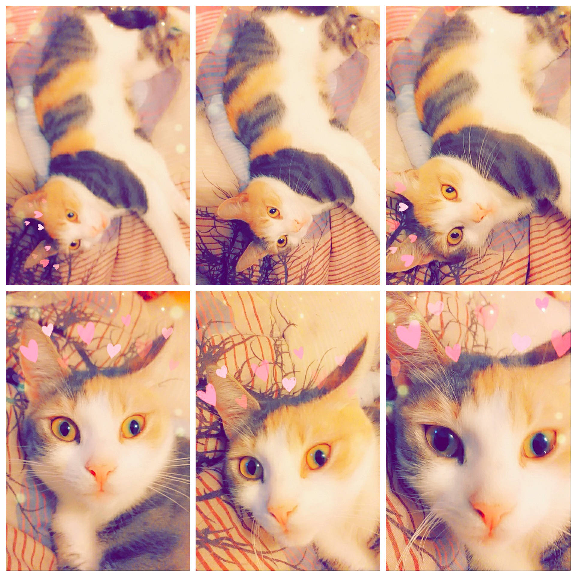 Noisette a rejoint le concours — aidez-le/la à gagner de superbes lots ! art, carnivore, cat, collage, fawn, felidae, fur, kitten, photography, small_to_medium_sized_cats, textile, whiskers