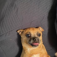 Littleman joined the competition — help win amazing prizes! dog, small_dog, tongue_out, pet, animal, brown_fur, cute, lying_down, indoor, quilted_blanket, playful, funny_face, close_up, mammal, companion, domestic_animal, face, ears, nostrils, fur