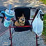 dog, walker, outdoor, pavement, plastic_bag, cup, straw, shadow, grass, leash, pet, small_dog, seat, red_walker, curious_look, daylight, sidewalk, accessory, rest, animal