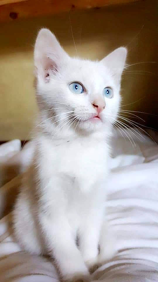 Drogo participe au concours pour gagner de l'argent avec cette photo : aegean_cat, american_wirehair, asian, burmilla, carnivore, cat, domestic_short_haired_cat, eye, felidae, javanese, khao_manee, kitten, mammal, ojos_azules, ragdoll, small_to_medium_sized_cats, turkish_angora, turkish_van, vertebrate, whiskers