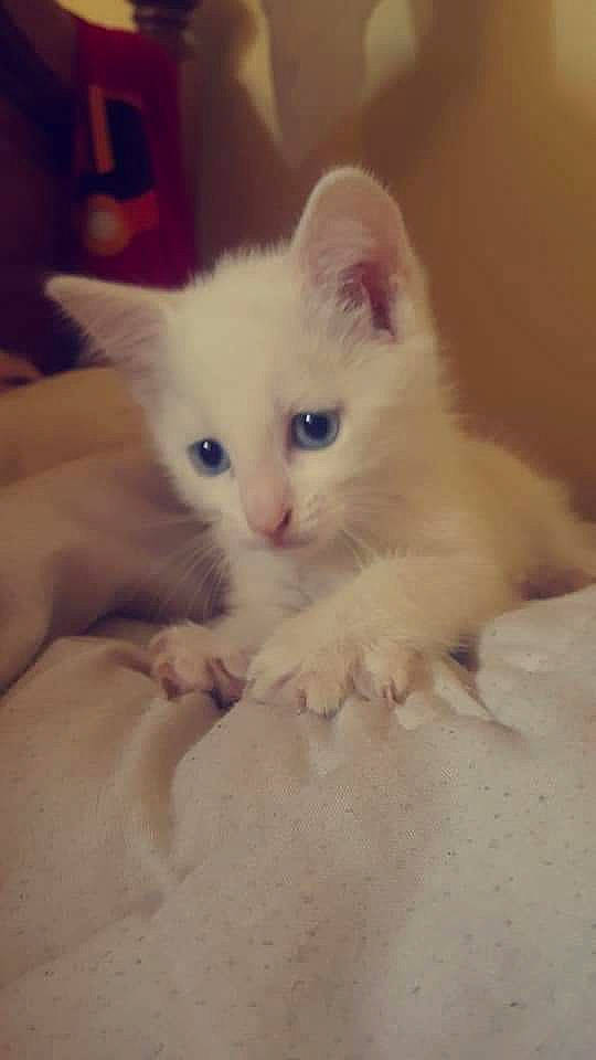 Drogo participe au concours pour gagner de l'argent avec cette photo : burmilla, carnivore, cat, colorpoint_shorthair, ear, eye, felidae, javanese, khao_manee, kitten, mammal, nose, ojos_azules, ragdoll, skin, small_to_medium_sized_cats, turkish_angora, turkish_van, vertebrate, whiskers