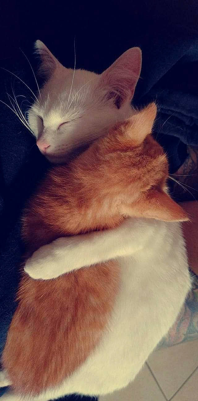 Drogo a rejoint le concours — aidez-le/la à gagner de superbes lots ! aegean_cat, carnivore, cat, colorpoint_shorthair, fawn, felidae, fur, german_rex, javanese, kitten, mammal, nose, ojos_azules, polydactyl_cat, small_to_medium_sized_cats, snout, tail, turkish_angora, turkish_van, whiskers