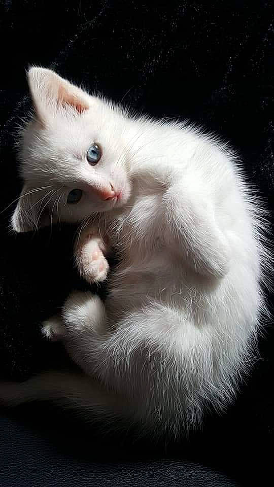 Drogo participe au concours pour gagner de l'argent avec cette photo : black_and_white, burmilla, carnivore, cat, eye, felidae, fur, khao_manee, kitten, mammal, paw, polydactyl_cat, small_to_medium_sized_cats, tail, turkish_angora, turkish_van, vertebrate, whiskers, white