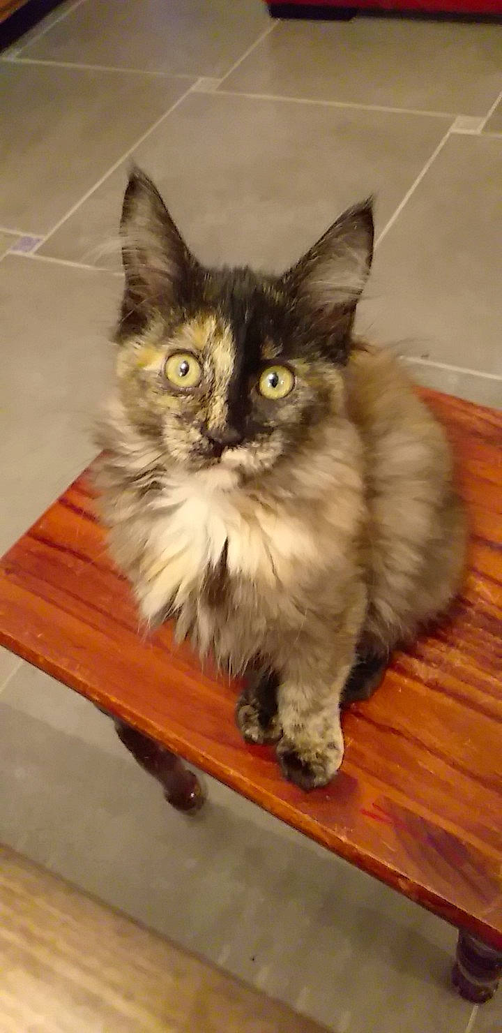 Ozaka participe au concours pour gagner de l'argent avec cette photo : asian, asian_semi_longhair, british_semi_longhair, carnivore, cat, cymric, domestic_long_haired_cat, domestic_short_haired_cat, fawn, felidae, kitten, maine_coon, mammal, napoleon_cat, norwegian_forest_cat, ragamuffin, siberian, small_to_medium_sized_cats, vertebrate, whiskers