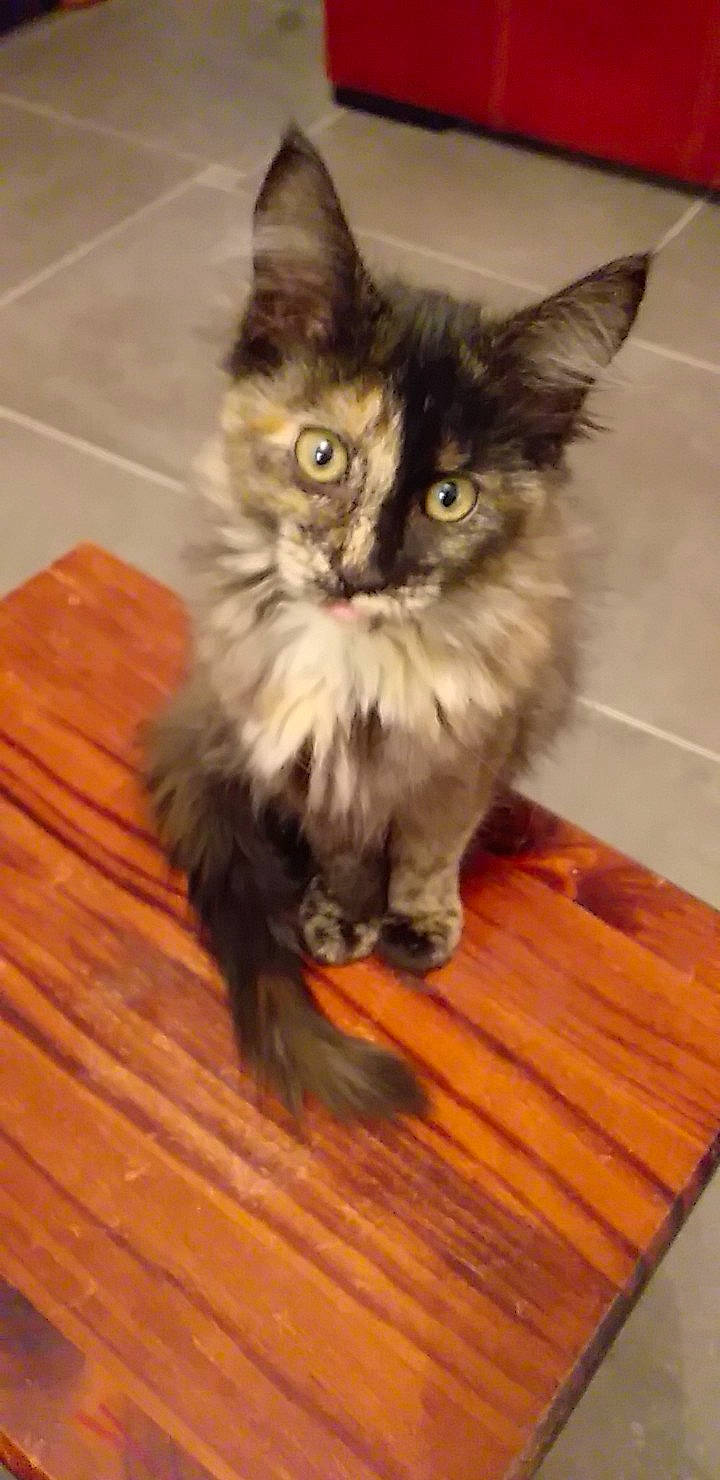 Ozaka participe au concours pour gagner de l'argent avec cette photo : asian, asian_semi_longhair, british_semi_longhair, carnivore, cat, domestic_long_haired_cat, domestic_short_haired_cat, european_shorthair, felidae, kitten, maine_coon, mammal, norwegian_forest_cat, polydactyl_cat, ragamuffin, siberian, small_to_medium_sized_cats, snout, vertebrate, whiskers