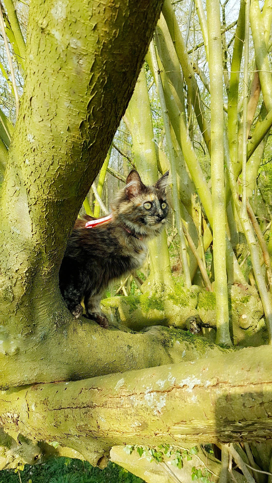 Ozaka a rejoint le concours — aidez-le/la à gagner de superbes lots ! botany, branch, carnivore, cat, felidae, forest, green, kitten, leaf, plant, rusty_spotted_cat, small_to_medium_sized_cats, sunlight, tail, tree, trunk, whiskers, wild_cat, wildlife, wood