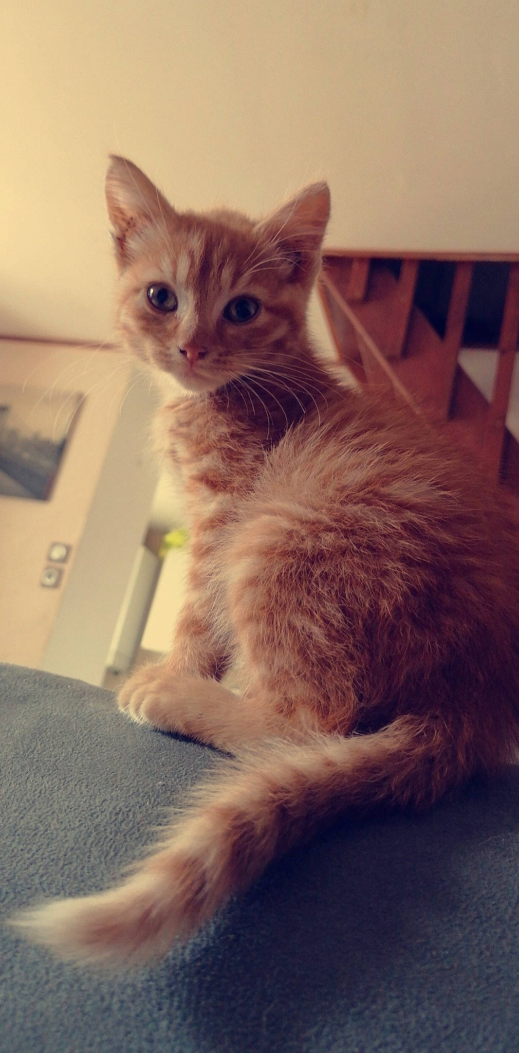 Garfield a rejoint le concours — aidez-le/la à gagner de superbes lots ! asian, carnivore, cat, domestic_short_haired_cat, ear, european_shorthair, eye, fawn, felidae, fur, german_rex, kitten, mammal, ojos_azules, small_to_medium_sized_cats, snout, tabby_cat, tail, vertebrate, whiskers