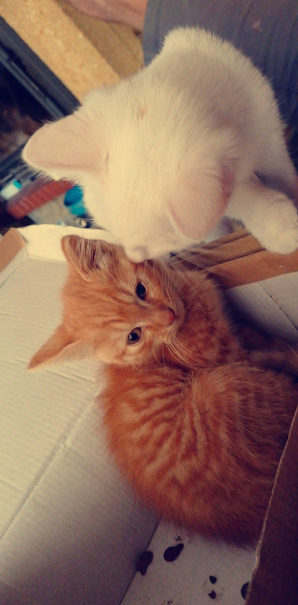 Garfield a rejoint le concours — aidez-le/la à gagner de superbes lots ! carnivore, cat, ear, fawn, felidae, fur, kitten, nose, persian, ragamuffin, ragdoll, skin, small_to_medium_sized_cats, tail, turkish_angora, whiskers