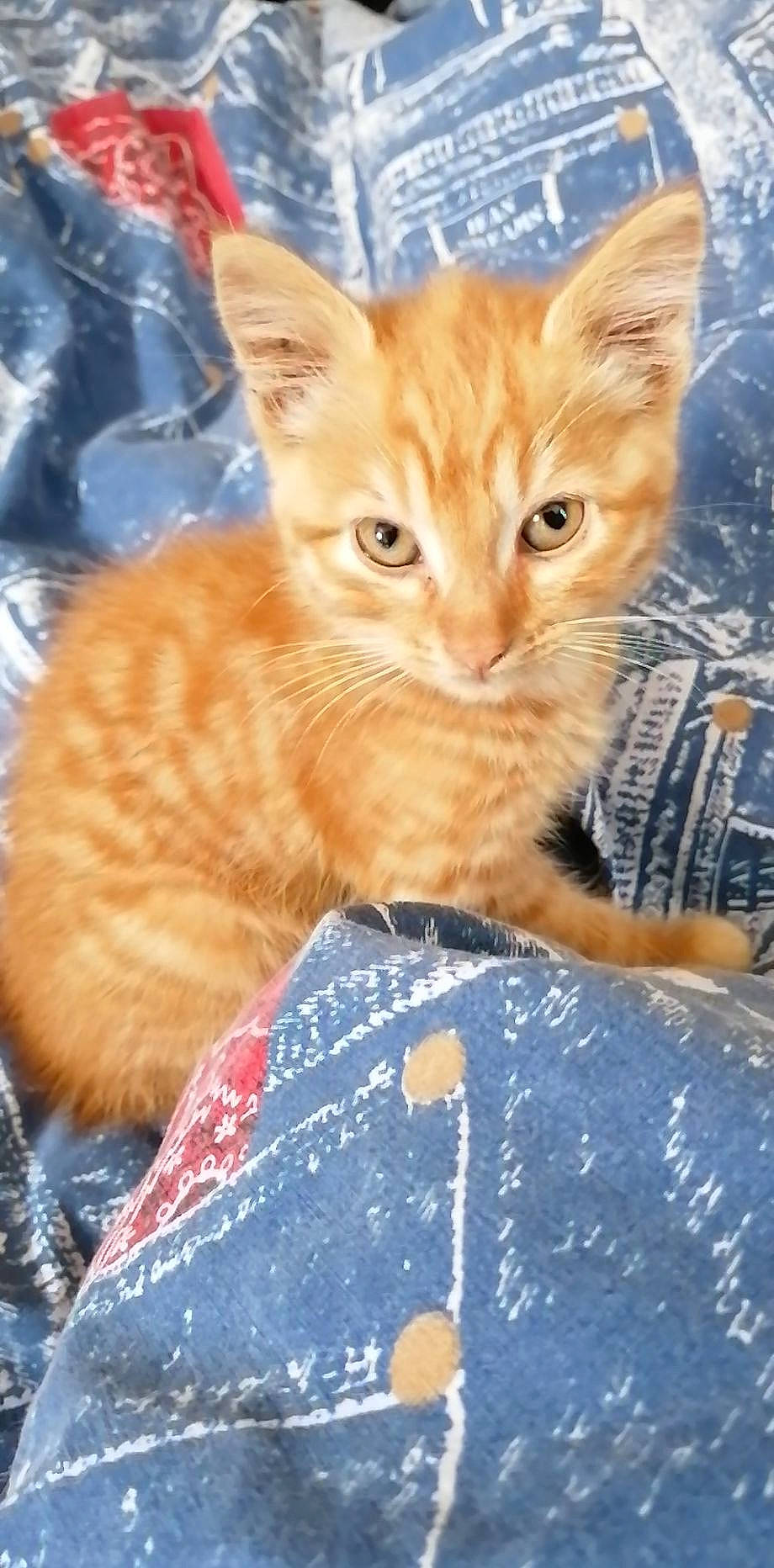 Garfield a rejoint le concours — aidez-le/la à gagner de superbes lots ! aegean_cat, american_shorthair, arabian_mau, asian, carnivore, cat, domestic_short_haired_cat, european_shorthair, fawn, felidae, german_rex, kitten, mammal, polydactyl_cat, small_to_medium_sized_cats, tabby_cat, whiskers