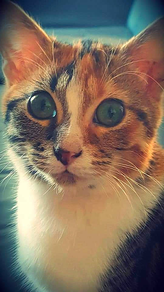 Enjoye a rejoint le concours — aidez-le/la à gagner de superbes lots ! aegean_cat, american_wirehair, asian, carnivore, cat, close_up, domestic_short_haired_cat, european_shorthair, eye, felidae, german_rex, kitten, mammal, nose, ojos_azules, organism, small_to_medium_sized_cats, snout, tabby_cat, whiskers